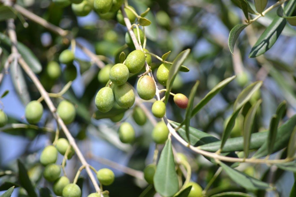 An olive tree with light green olives growing
